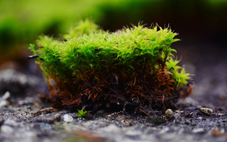 I Capture The Magical Moss World (20 Pictures) I Capture The Magical Moss World (20 Pictures)