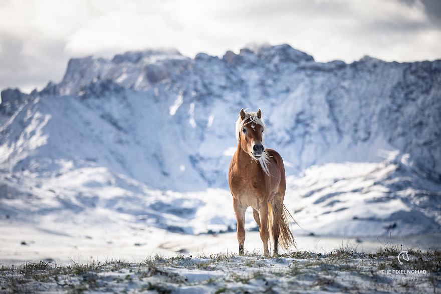 I Captured Free Roaming Horses In The First Snow Of The Year In The Dolomite Mountains (13 Pics)