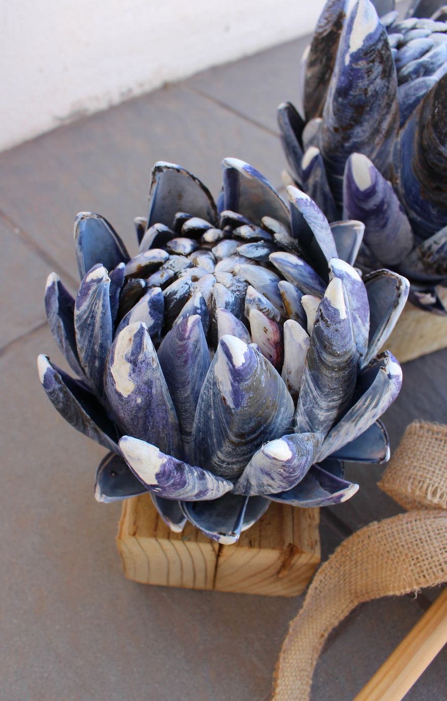 West Coast "Protea Flowers"