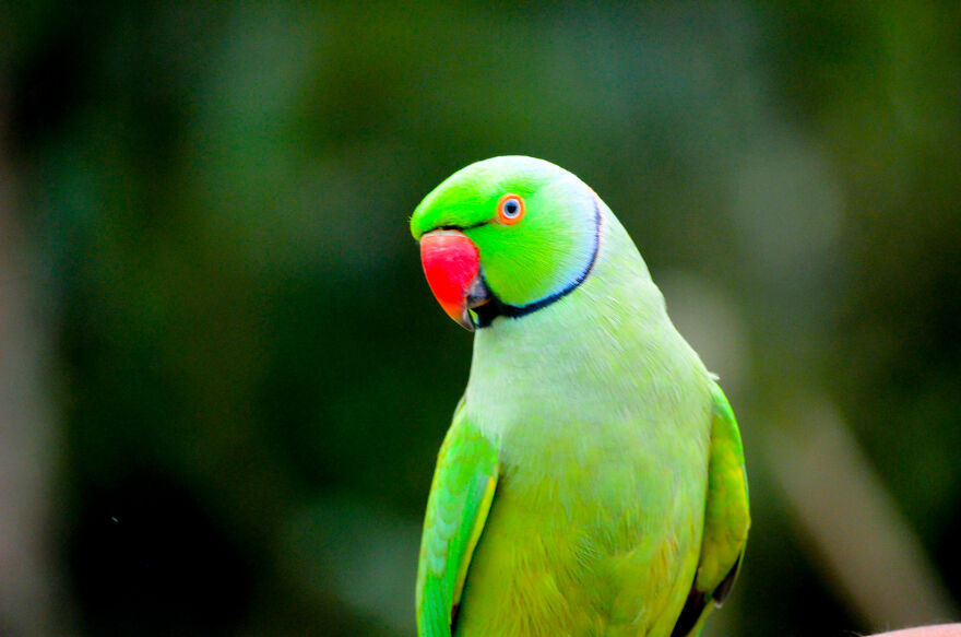 Nature Photography