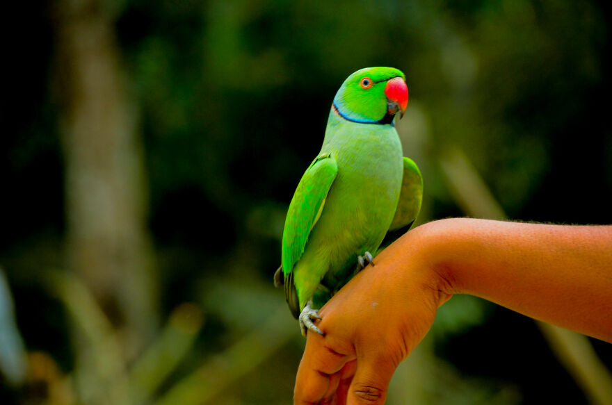 Nature Photography