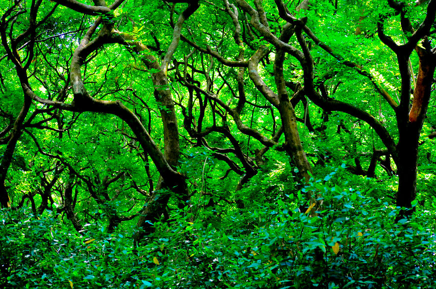 Nature Photography