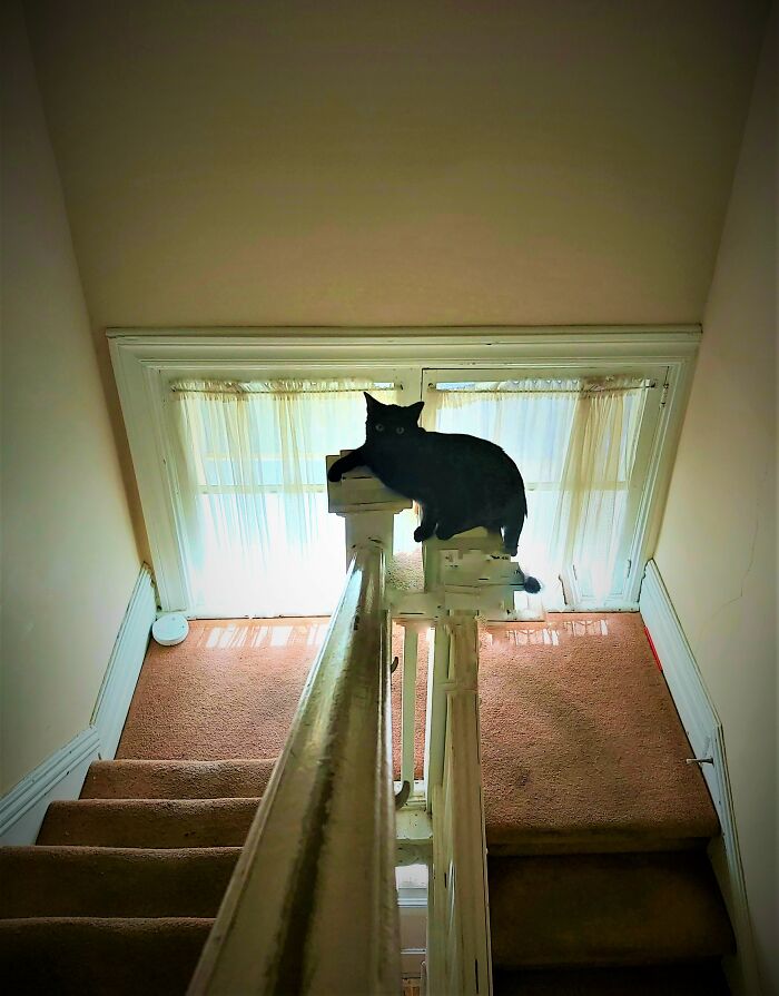 Well Recently My Black Cat, Frankie, Has Been Hanging Out On The Stair Pillars. I... I Don't Know Why, Exactly. Except That He's Pretty Cool With It