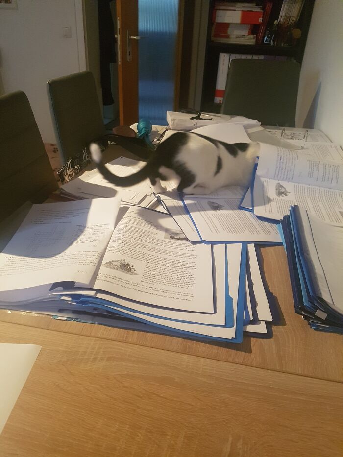 My Cat Likes To "Dive" In Class Tests