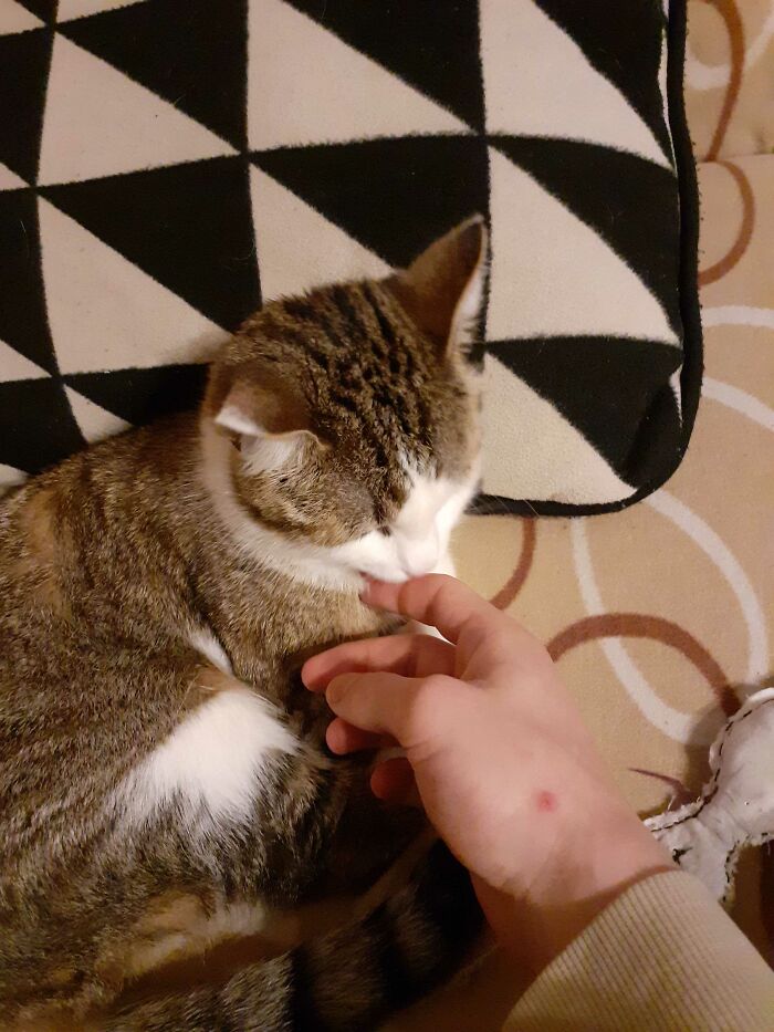 My Cat Licks My Fingers Before She Starts Biting Them