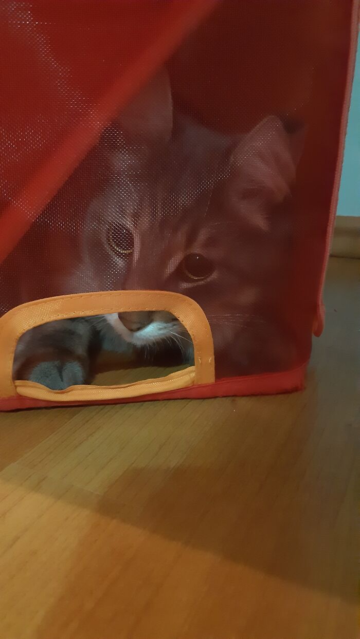 My Cat Really Loves To Get In This Box And Trap Himself. He Plays With The Box For A While And Later He Takes A Nap In The Box. Sometimes I Can't Understand Him... :d