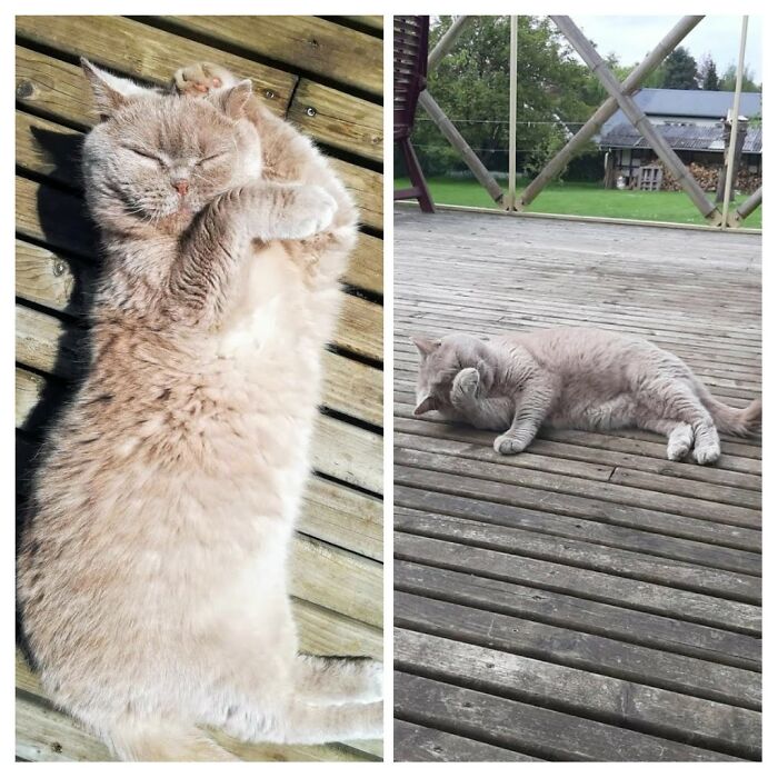 When It's Sunny, My Cat Likes To Lie On His Back On The Deck And Clean His Ears. Only His Ears