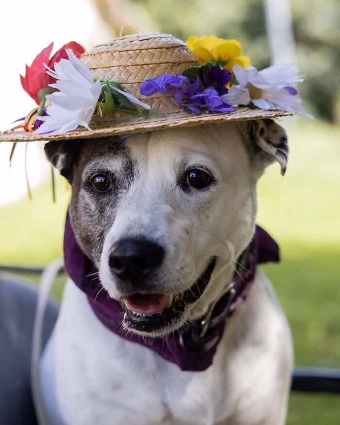 This Shelter Dressed Up Elderly Cats And Dogs As If They Were Senior Citizens For An Adoption Photoshoot (37 Pics)