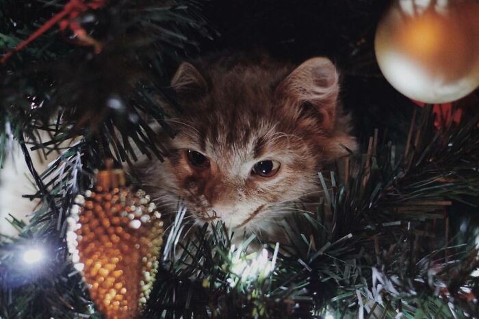My Cat Likes To Destroy Our Christmas Tree Every Year, But At Least He Looks Cute While Doing It?