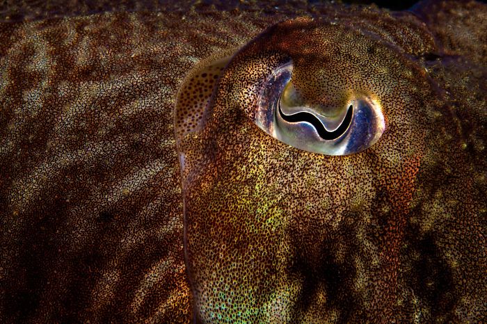 'Cuttlefish Eye', By Michael Gallagher, 2013