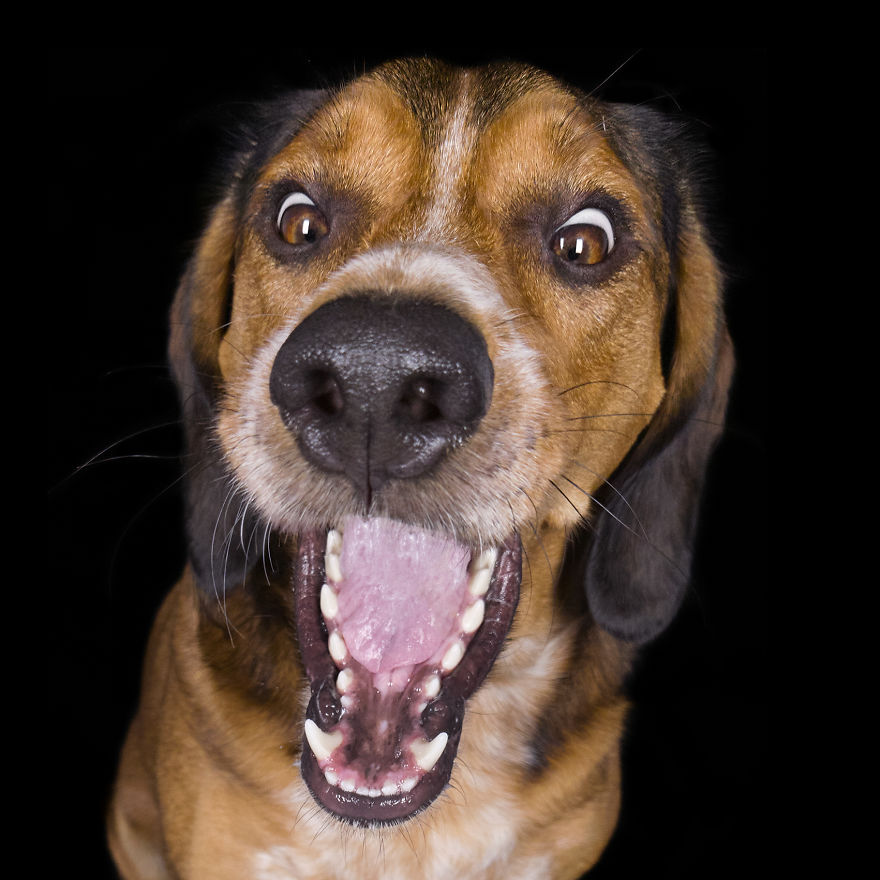 (Im)perfect Pawtraits: Beautiful Photo Series Shows Off Pooch Personalities As Interest To Re-Home Pets During Lockdown Soars