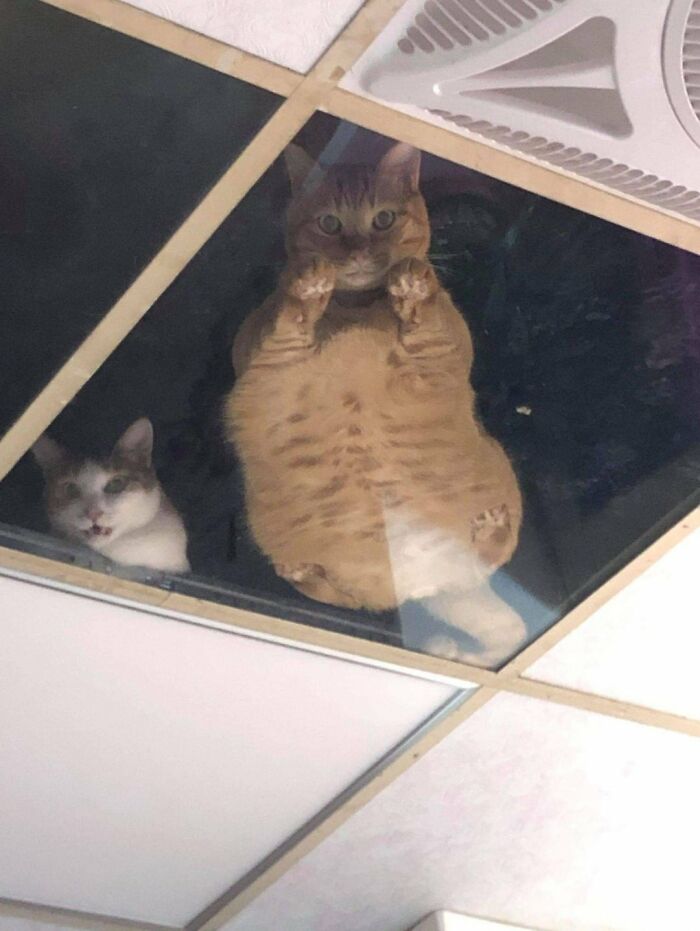 This Shop Owner Installed A Glass Ceiling For His Cats And Now They Won't Stop Staring At Him