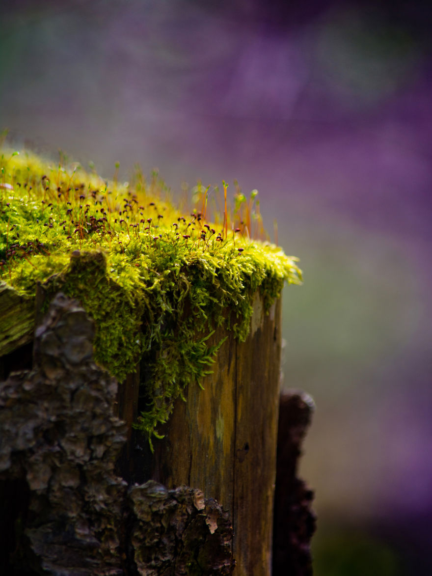 I Capture The Magical Moss World (20 Pictures) I Capture The Magical Moss World (20 Pictures)