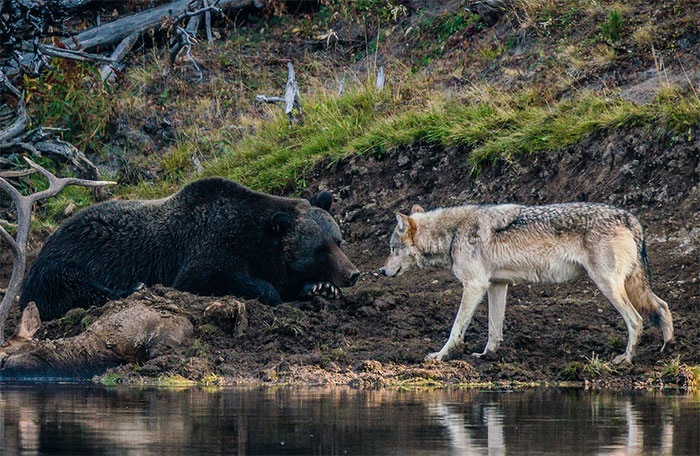 Photographer Captures A Once In A Lifetime Moment Of A Grizzly And Wolf Encounter