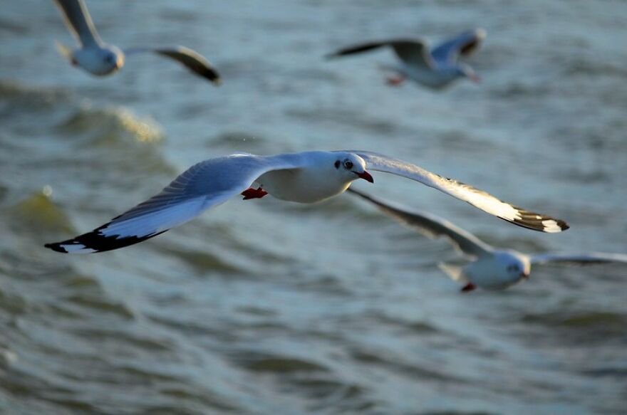 Seagull Photography