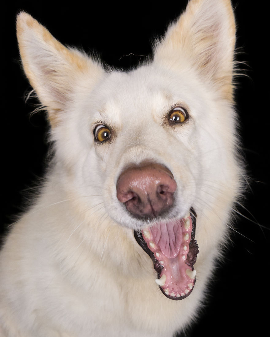 (Im)perfect Pawtraits: Beautiful Photo Series Shows Off Pooch Personalities As Interest To Re-Home Pets During Lockdown Soars