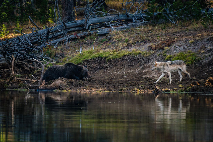 Photographer Captures A Once In A Lifetime Moment Of A Grizzly And Wolf Encounter