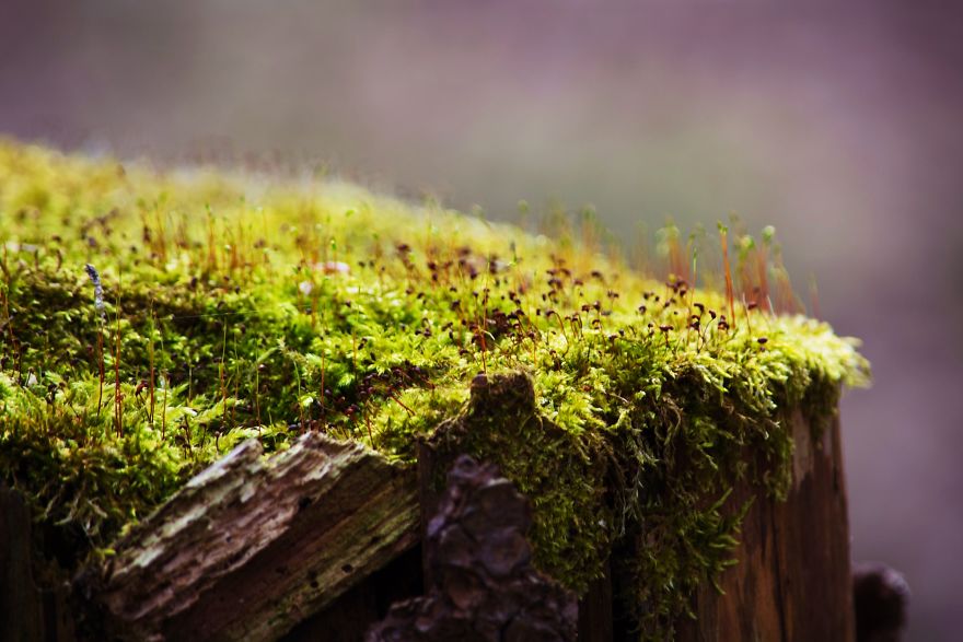 I Capture The Magical Moss World (20 Pictures) I Capture The Magical Moss World (20 Pictures)