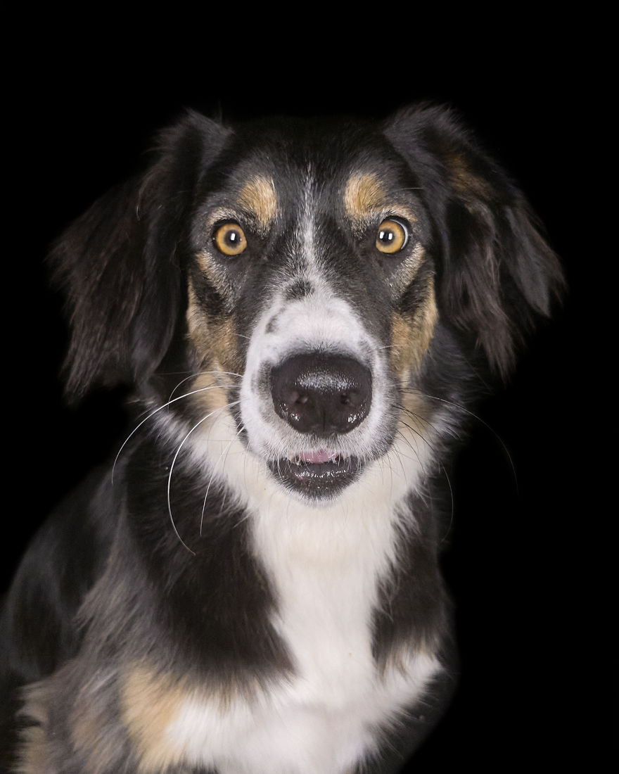 (Im)perfect Pawtraits: Beautiful Photo Series Shows Off Pooch Personalities As Interest To Re-Home Pets During Lockdown Soars