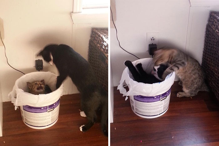 My Cats Keep Pushing Each Other In My Trash Can