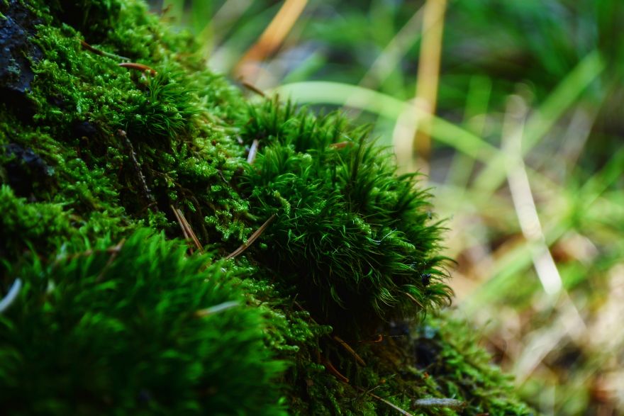 I Capture The Magical Moss World (20 Pictures) I Capture The Magical Moss World (20 Pictures)