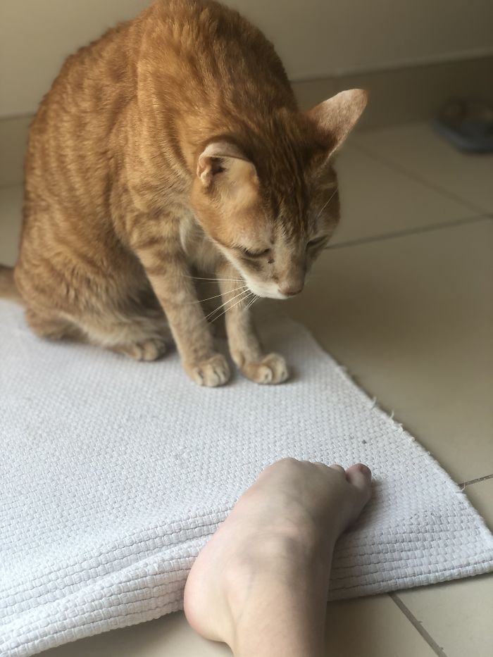 My Cat About To Bite Foot
