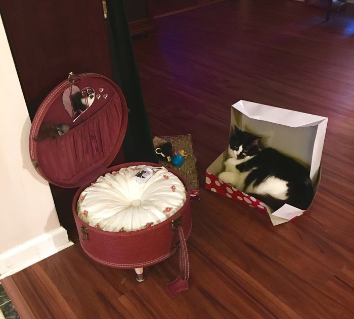 Mi madre le hizo una cama al gato con una maleta bonita