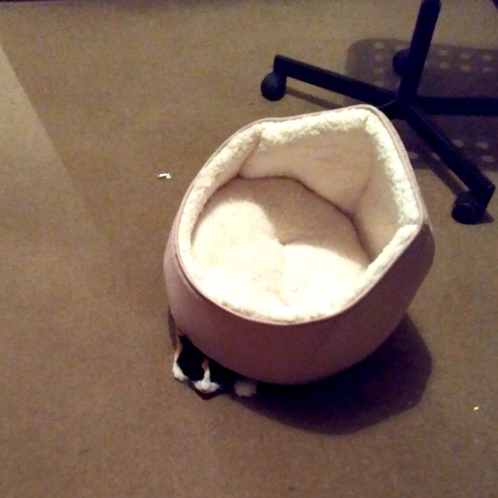Just Bought A New Cat Bed. That's Not How You Use It, Sweetie