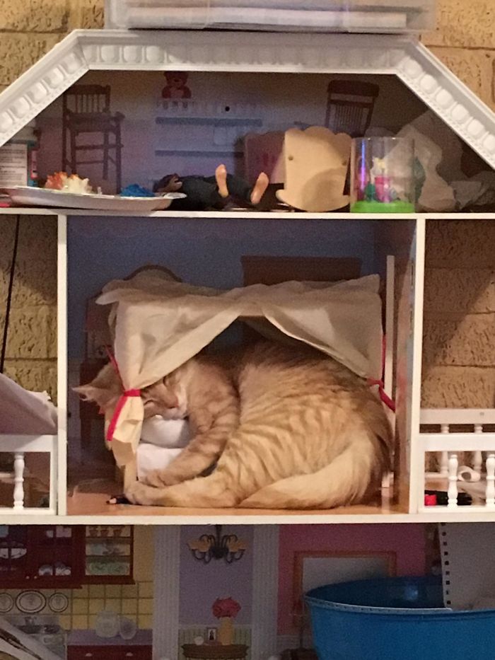 Cat Was Tired And Jumped Into My Daughter Doll House And Actually Used The Bed