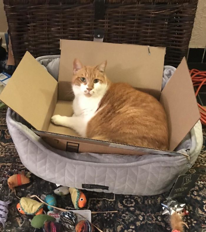 Bought Him A Nice Cat Bed- Refuses To Use It Without The Box Inside It