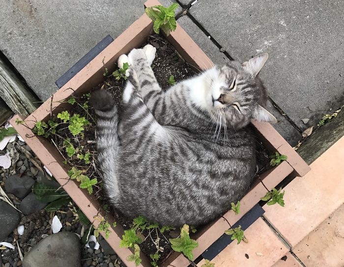 Of All The Blankets And Beds I Choose To Sleep In A Plant Pot