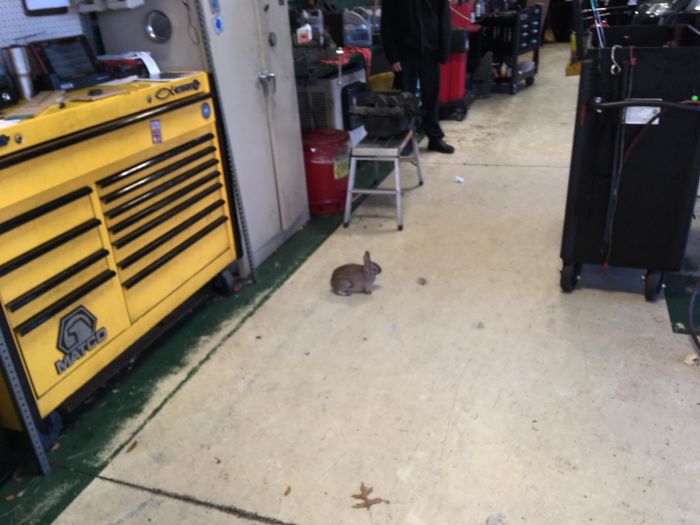 Just Hopped Into The Shop