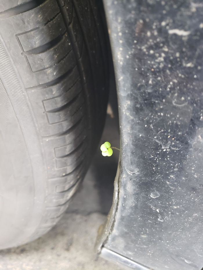 The Odds Of A Single 4 Leaf Clover Rooting Into A Fender Line