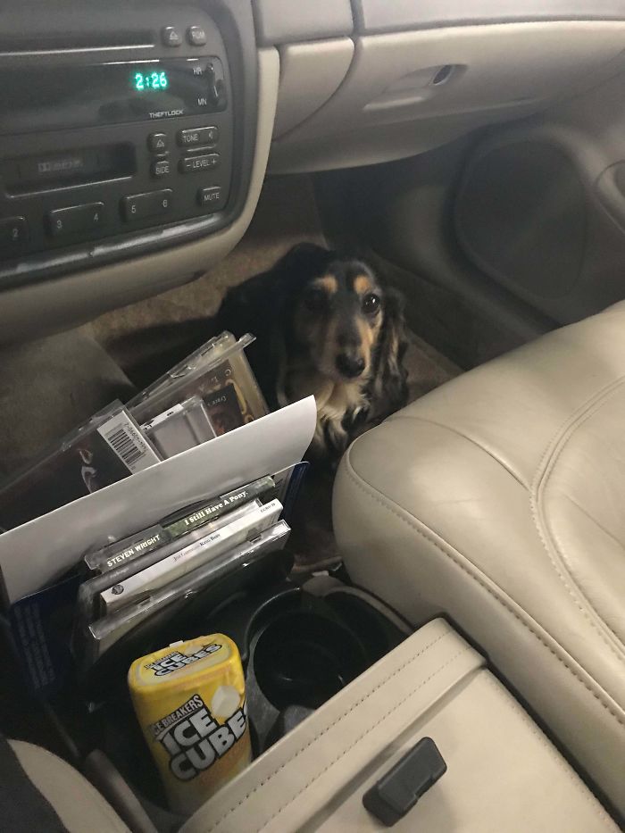 This Little Girl Helped Me Check Codes In Her Owner’s Car Today. Good Girl