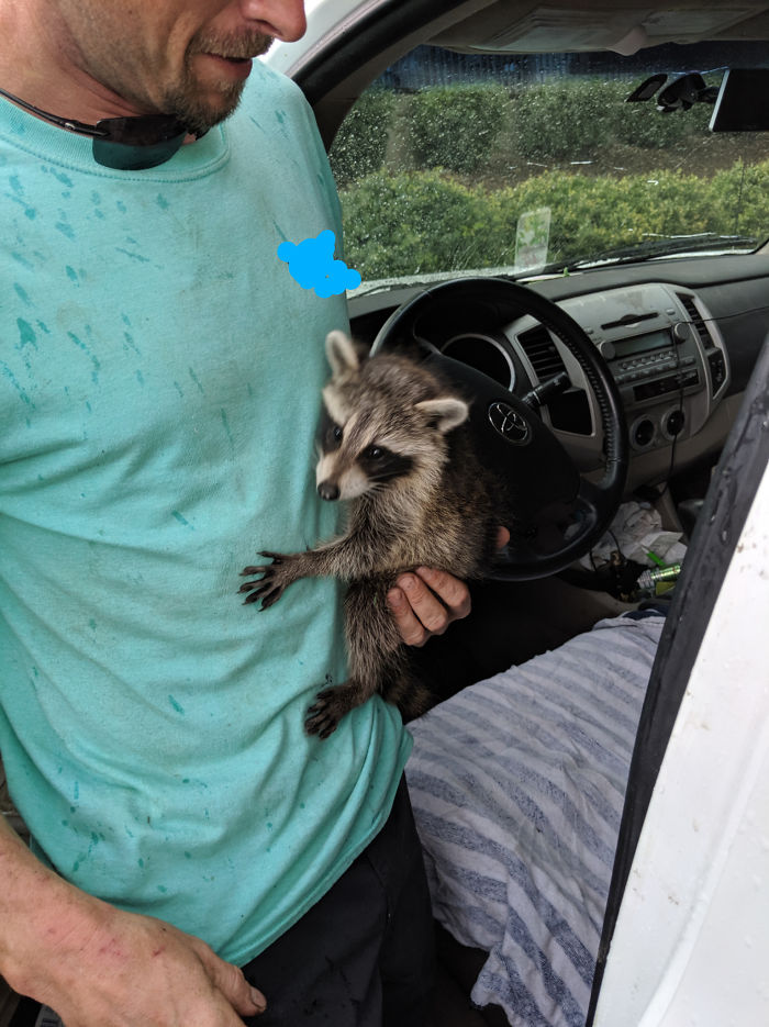 Cliente: "Avísame cuando vayas a empezar con el coche para sacar al mapache", y se sentó con su mapache mientras le arreglaba el coche
