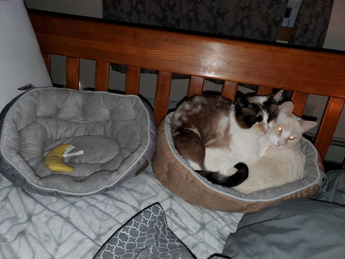 2 Cat Beds, 2 Cats. Moving One Cat Over Lasts About 10 Seconds