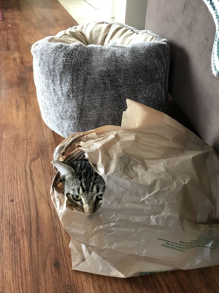 My Cousin Bought Him A New Bed, Chose The Plastic Bag