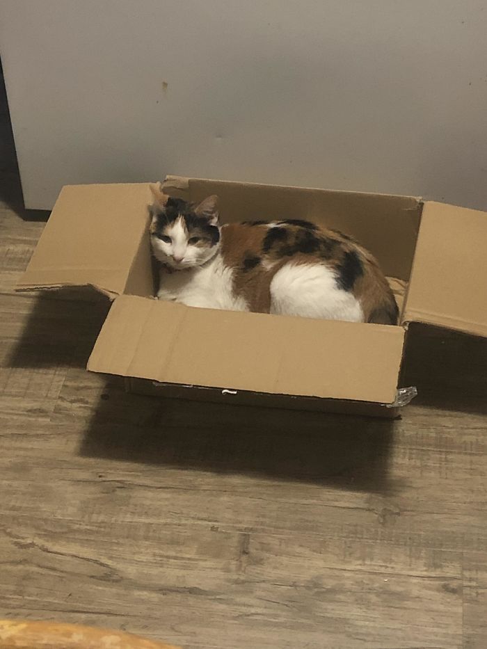 The Box That Her New Bed Came In
