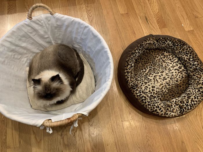 Laundry Basket > Cat Bed