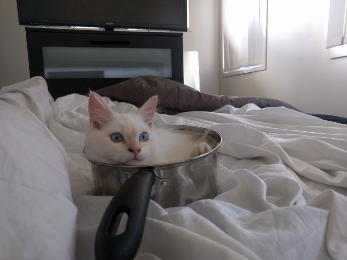 My Girlfriend Brought A Pot To Bed Because She Felt Ill. The Next Morning We Woke Up To This