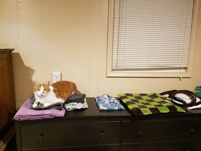 Hmm, Do I Sleep On A Cat Bed Or The Freshly Folded Laundry?