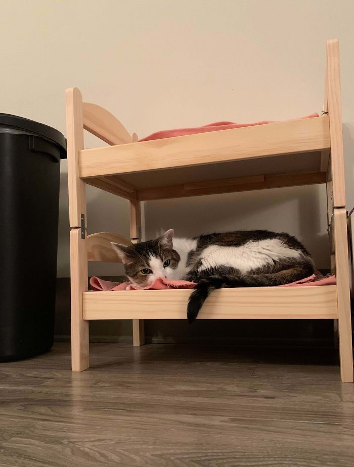 A Hack For Pet Owners. I Took The Duktig Doll Bed And Converted Into A Cat Bunk Bed