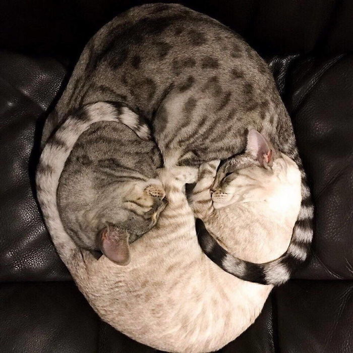 Perfectly Cozy, Curled Up Cats