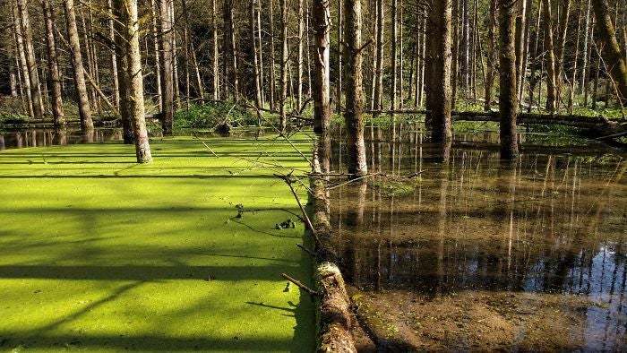 A Single Fallen Tree Holding Back The Duckweed In The Wetlands Of Louisiana