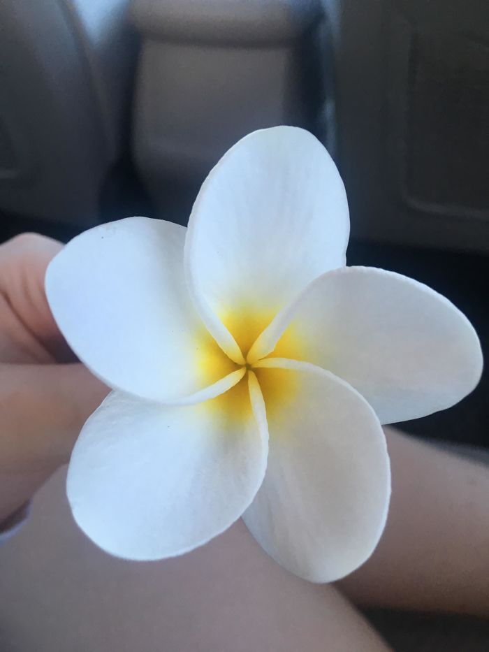 Flor encontrada en Hawai
