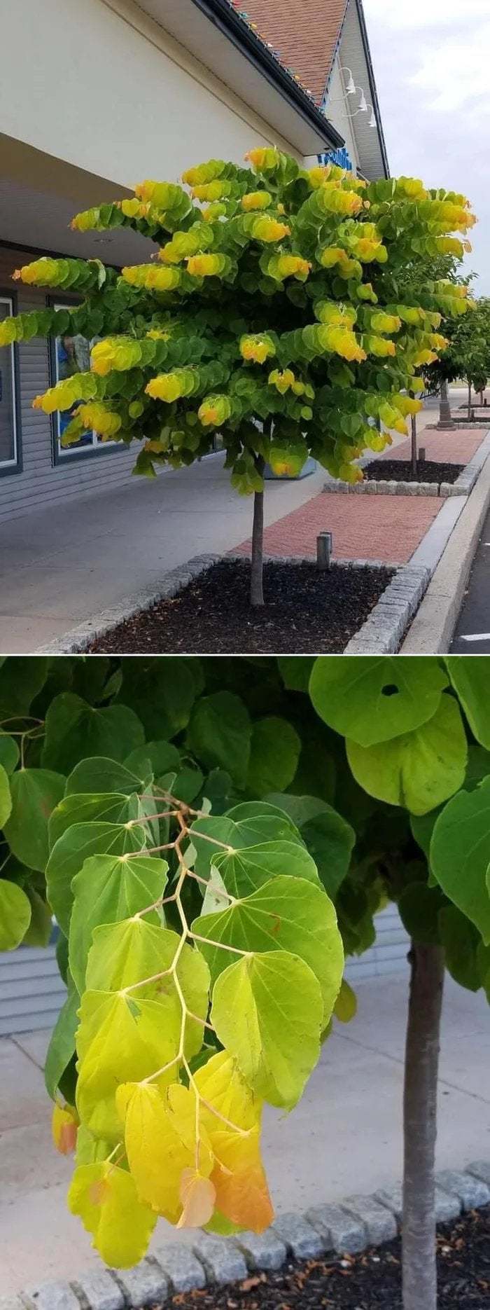 Las hojas de este árbol