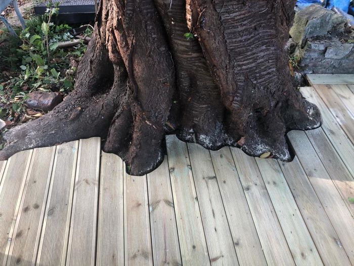 My Dad Laid New Decking Around An Old Tree!