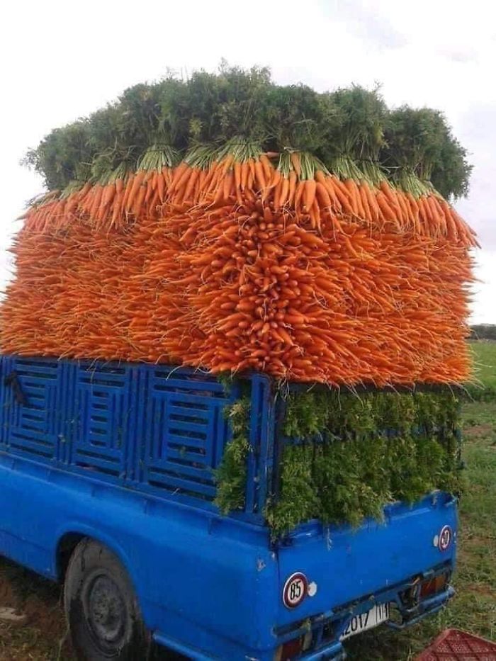 Amazingly Well-Stacked Carrots On A Pickup