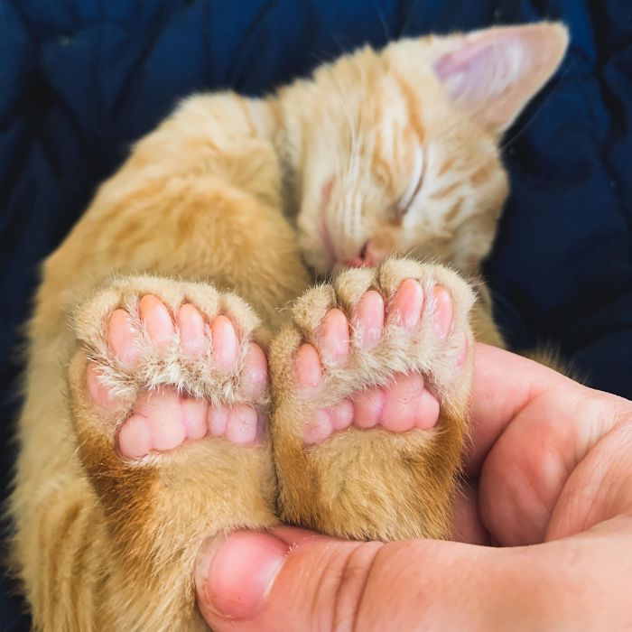 Ren Is A Polydactyl With 6 Toes On Each Foot