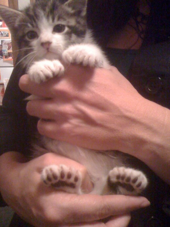 Polydactyl Kitten Born With 23 Beans